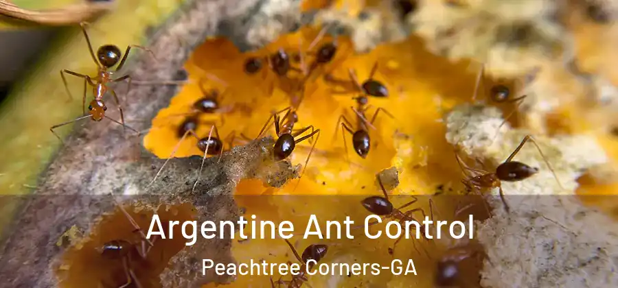 Argentine Ant Control Peachtree Corners-GA