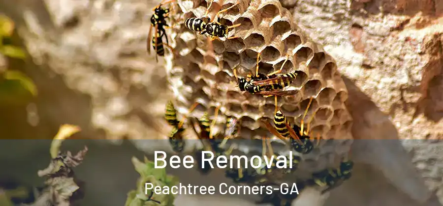 Bee Removal Peachtree Corners-GA