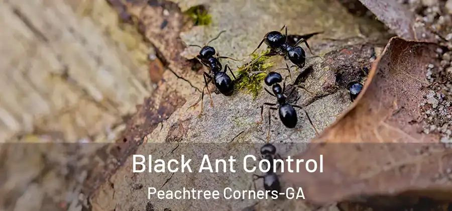  Black Ant Control Peachtree Corners-GA