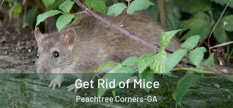 Get Rid of Mice Peachtree Corners-GA