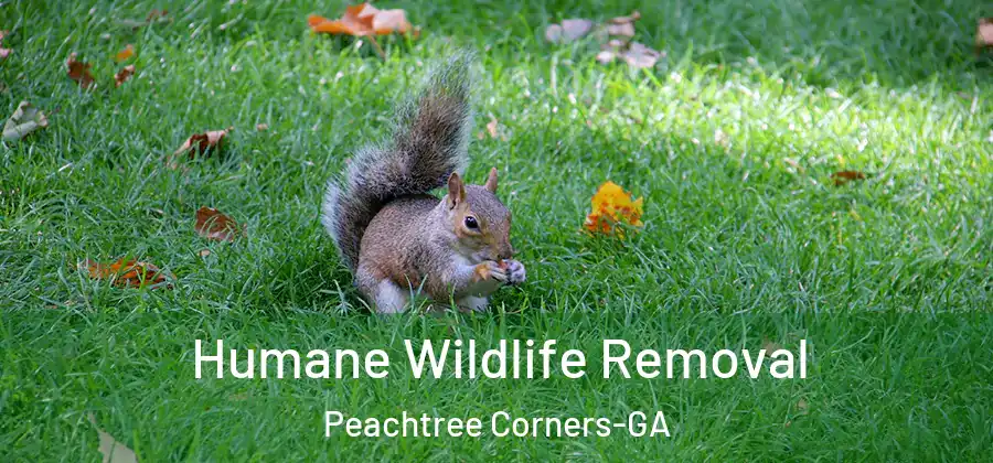 Humane Wildlife Removal Peachtree Corners-GA