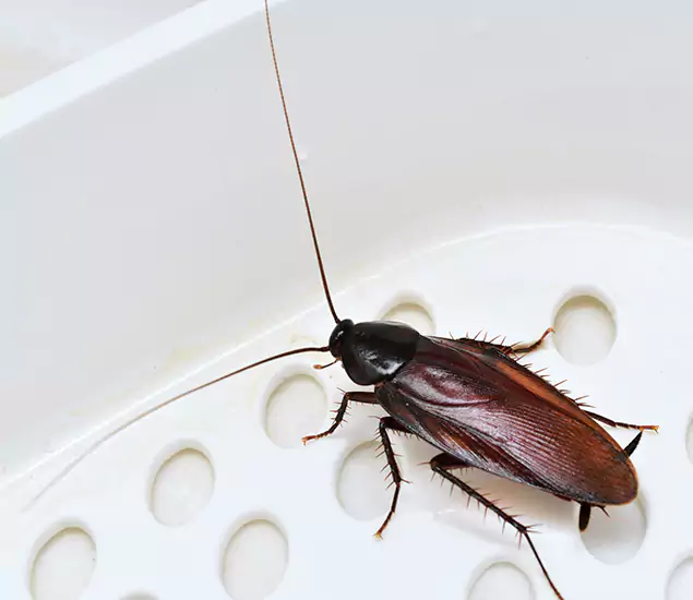 Trusted Cockroach Exterminator: Your Roach Control Services in Peachtree Corners, GA