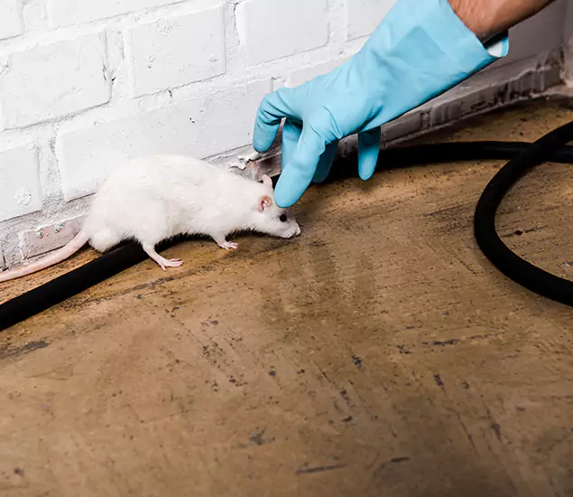 About Rodent Control Experts in Peachtree Corners, GA