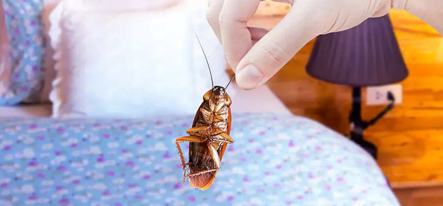 Fast Roach Elimination in Peachtree Corners