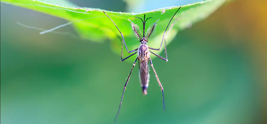 Pest and Mosquito Control for Yard and Patio in Peachtree Corners