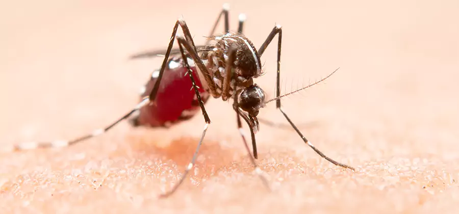 Pond Mosquito Control and Water Treatment in Peachtree Corners