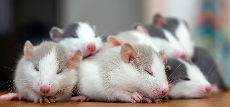 Rat Infestation Exclusion Service in Peachtree Corners