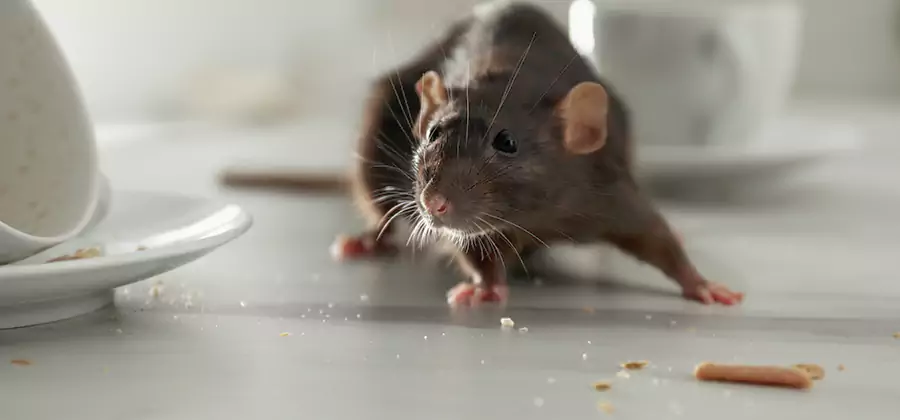 Attic Rat Exclusion Service in Peachtree Corners
