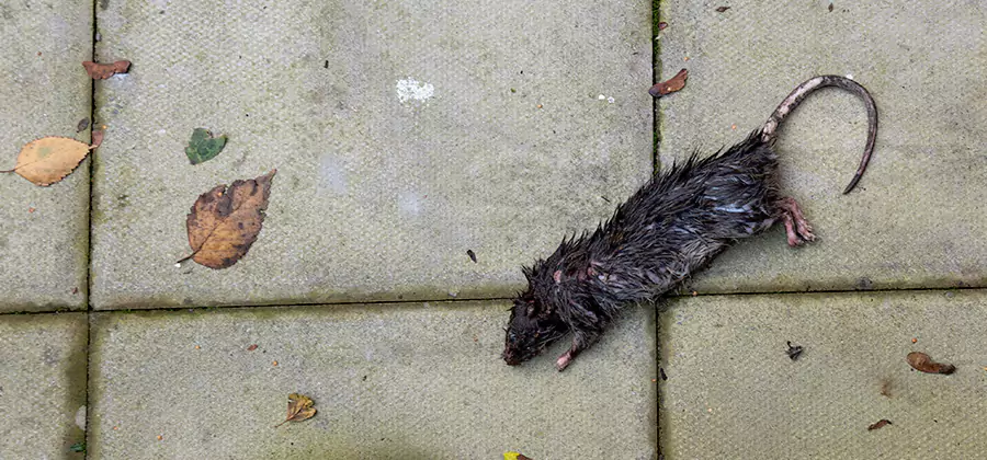 Rodent inspection service in Peachtree Corners