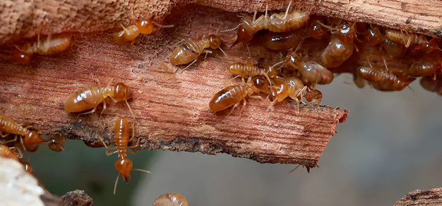 Wood Preservation Termite Treatment in Peachtree Corners