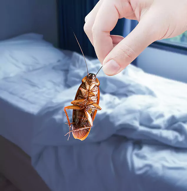 Why Choose Peachtree Corners Pest Control Pro for Bed Bug Extermination in Peachtree Corners, GA?