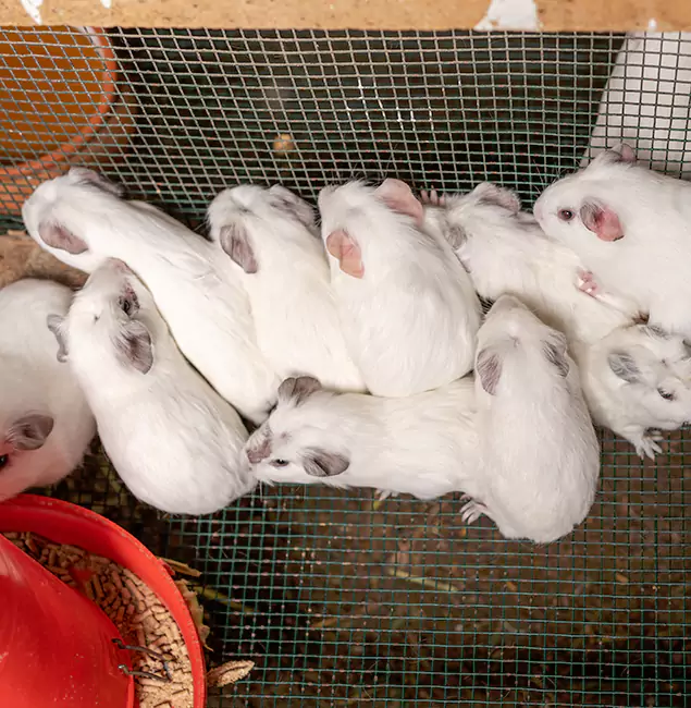 Why Choose Peachtree Corners Pest Control Pro for Rat Infestation in Peachtree Corners, GA?