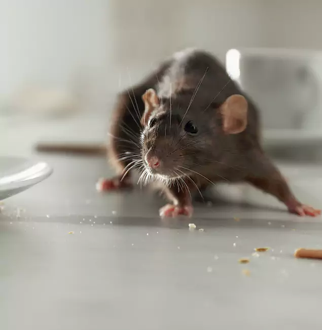 Why Peachtree Corners, GA Trusts Peachtree Corners Pest Control Pro for Rodent Prevention?