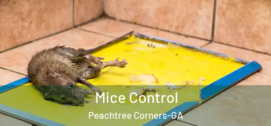  Mice Control Peachtree Corners-GA