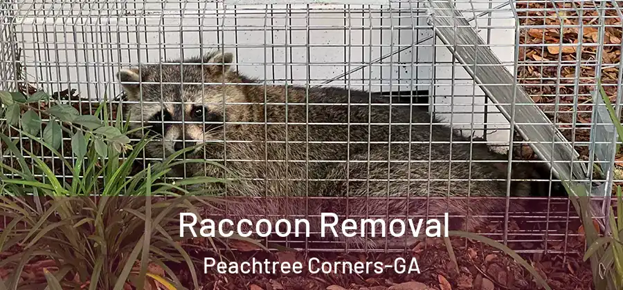 Raccoon Removal Peachtree Corners-GA
