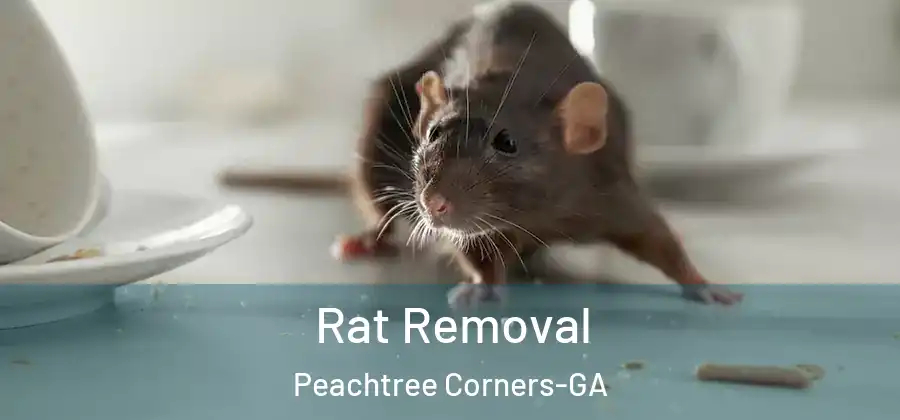  Rat Removal Peachtree Corners-GA