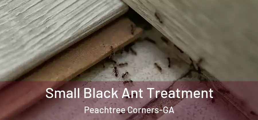Small Black Ant Treatment Peachtree Corners-GA