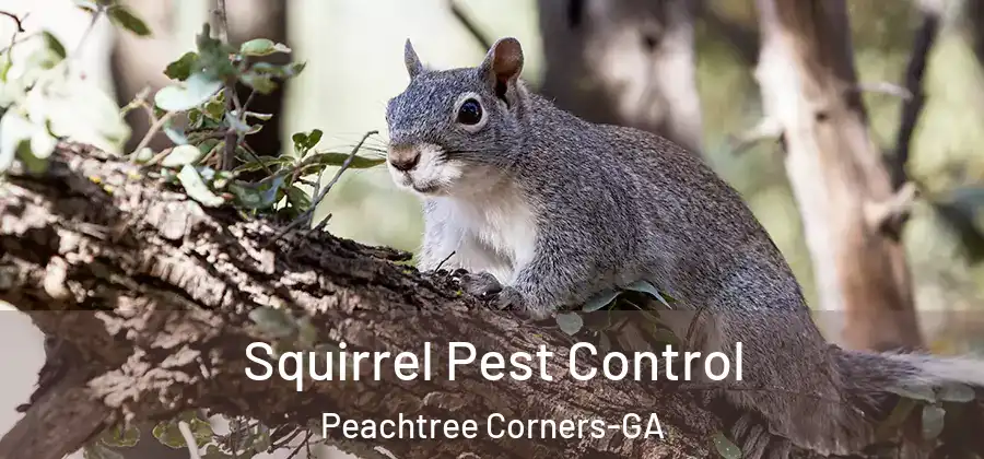 Squirrel Pest Control Peachtree Corners-GA