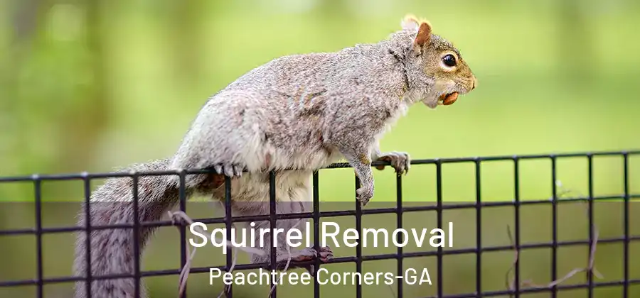  Squirrel Removal Peachtree Corners-GA