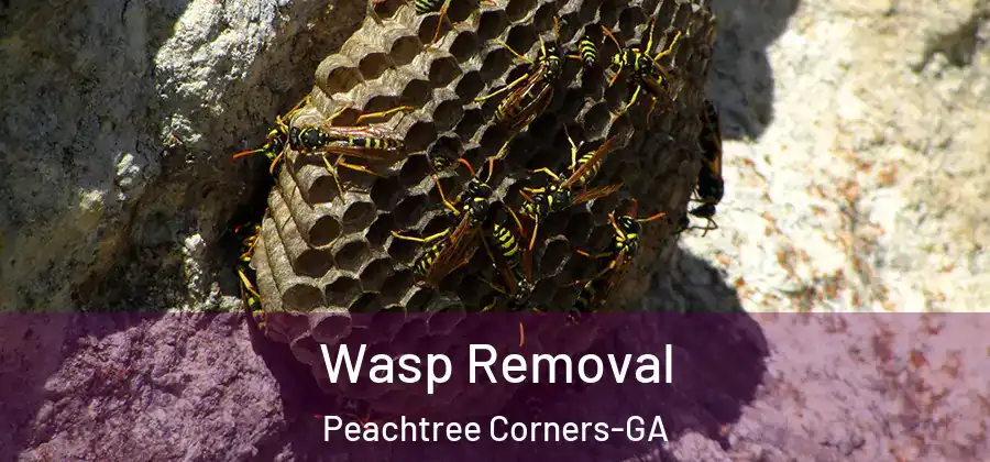 Wasp Removal Peachtree Corners-GA